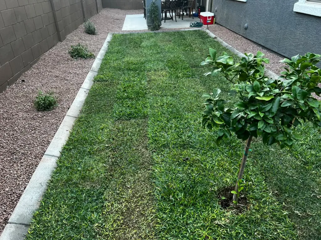 Fresh sod laid tight against a concrete curb, with a young citrus staked in the corner and decorative rock on the far side of the border.