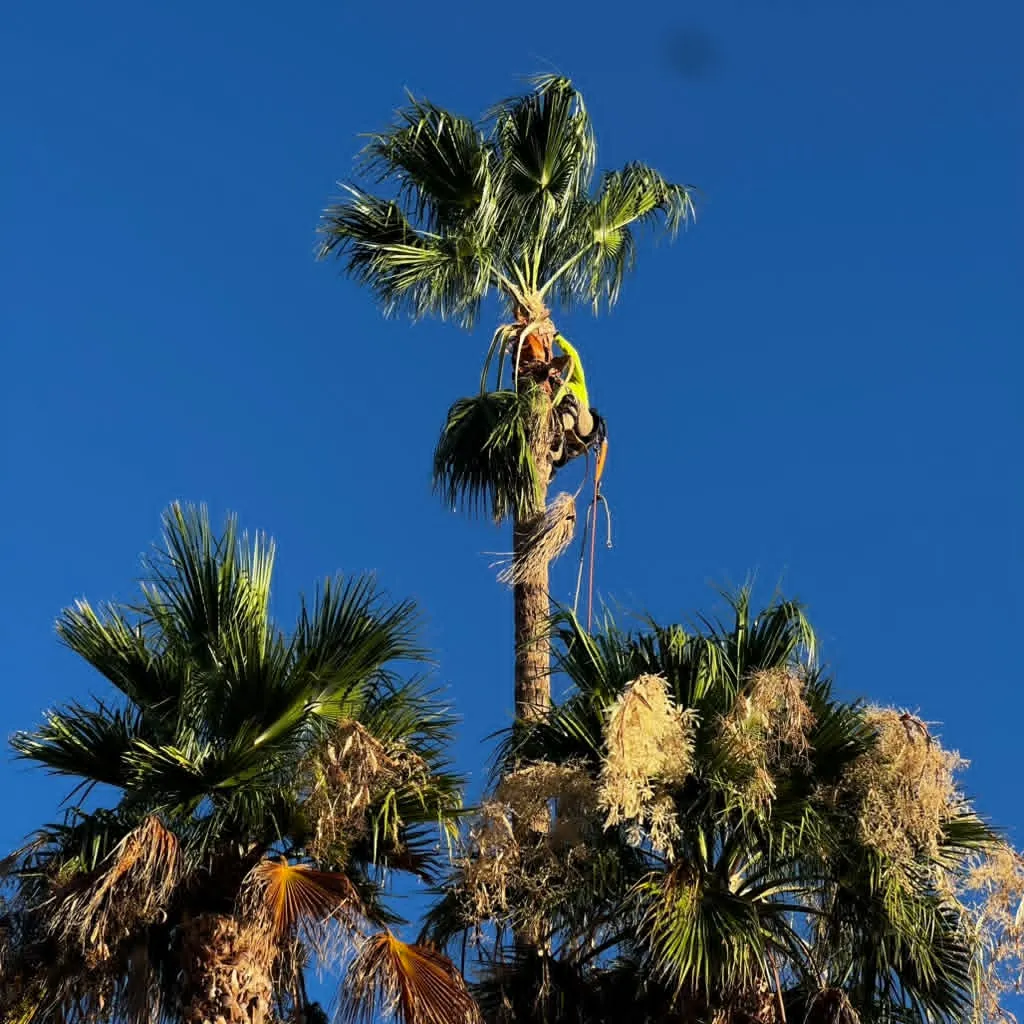 Climber roped into a palm, clearing dead fronds