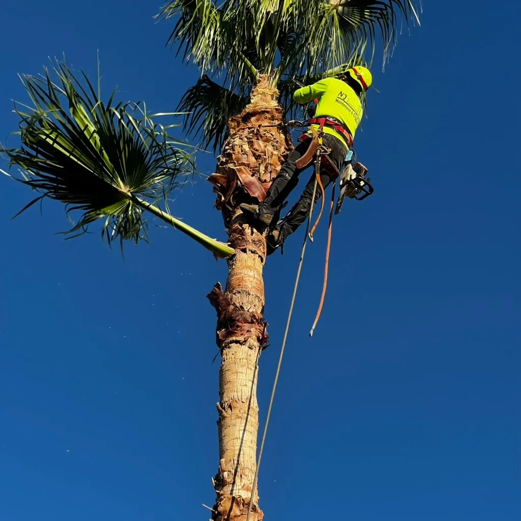 Old fronds cut away close to the trunk